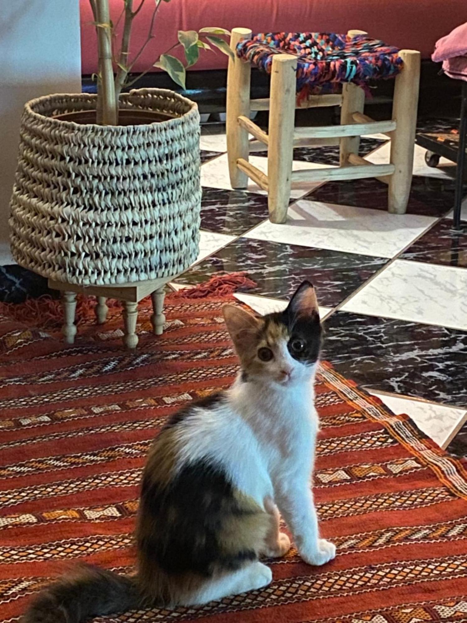 Riad Palmier Fleuri Marrakesh Ngoại thất bức ảnh